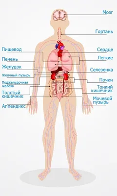 Расположение органов человека фото