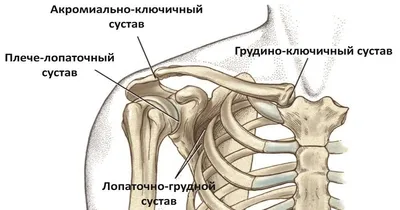 Расположение ребер у человека фото фотографии