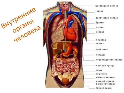 Размещение внутренних органов человека фото фотографии