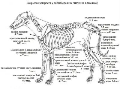 Размет лап у собак: Бесплатные изображения в png формате