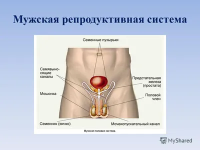 Половая система человека. Развитие человека. Возрастные процессы - YouTube