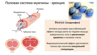 Размножение человека стоковое фото ©lightsource 45886707