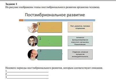 Размножение человека. 8 класс. 1 - презентация онлайн