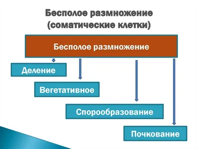 на рисунках изображены этапы постэмбрионального развития организма человека  Назовите периоды - Школьные Знания.com