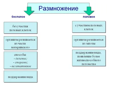 КАКИЕ ПАРАЗИТЫ ПИТАЮТСЯ ЖЕЛЕЗОМ | ТаШа | Дзен