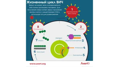 Решено)Параграф 12 ГДЗ Пасечник 9 класс по биологии