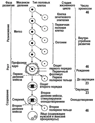 Иллюстрация 33 из 39 для Биология. 8 класс. Человек и его здоровье.  Учебник. ФГОС - Рохлов, Трофимов