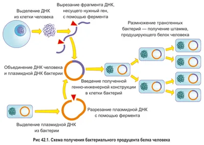 Размножение человека без цензуры» — создано в Шедевруме