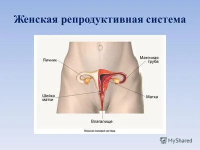 Биология 8 класс (Урок№26 - Половая система человека. Развитие человека.  Возрастные процессы.) - YouTube