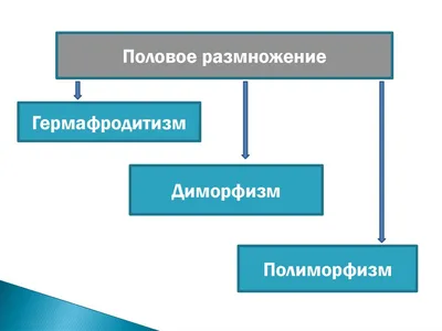 Интегрированный урок (биология + информатика) \"Формы размножения  организмов. Бесполое размножение\"