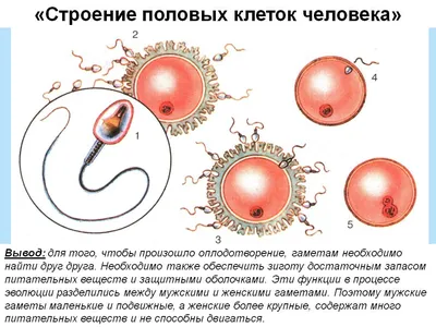 Размножение человека: от зачатия до рождения» — создано в Шедевруме