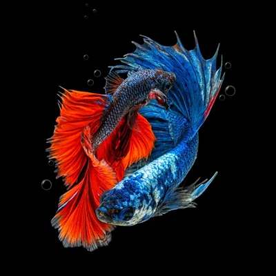 Пазл Разноцветные рыбы в аквариуме в альбоме Подводный мир на  TheJigsawPuzzles.com (#6945224)