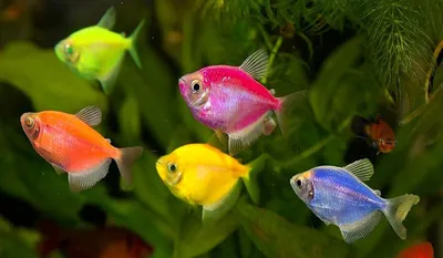 Разноцветные рыбы черного моря - 69 фото
