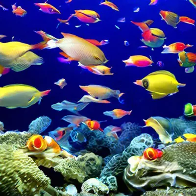 Разноцветные Рыбки В Воде Фотография, картинки, изображения и  сток-фотография без роялти. Image 7782433