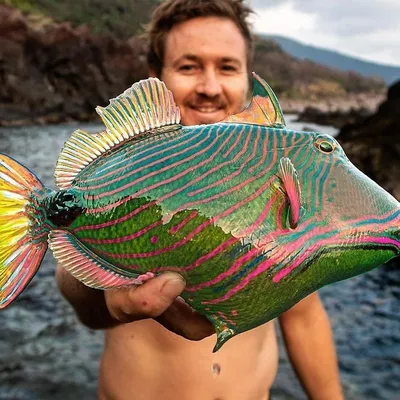 Разноцветные рыбы изображение. изображение: 84922516
