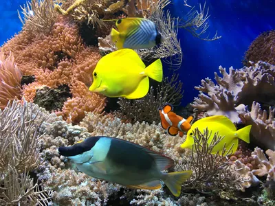Разноцветные рыбы фото фотографии