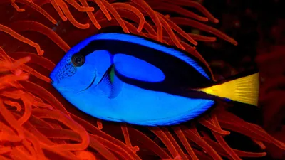 Картина на полотне Разноцветные морские рыбки № s08470 в ART-holst.com.ua