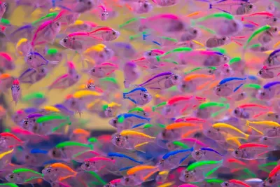 Скачать обои разноцветные, рыбы, под водой, много, японии разрешение  1400x1050 #254136