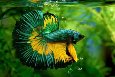 Рыбы Разноцветный Аквариум - Бесплатное фото на Pixabay - Pixabay
