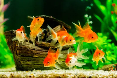 Разновидности аквариумных рыб фото фотографии