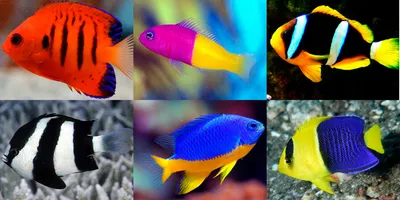 Хищные или мирные рыбки для аквариума: кого из них выбрать?