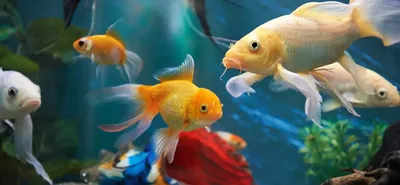 Виды аквариумных рыб