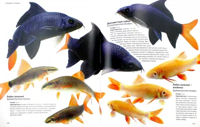 Популярные виды аквариумных рыбок: особенности содержания и характеристики  | ТОТО | Дзен