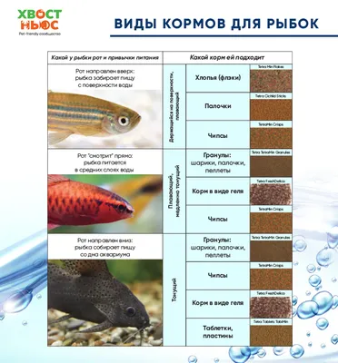 Сколько живут аквариумные рыбки разных пород? Таблица влияющих факторов со  способами, как увеличить срок жизни рыб в аквариуме