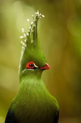 Уникальные виды птиц, от которых невозможно оторвать взгляда! | Психология  животных | Дзен