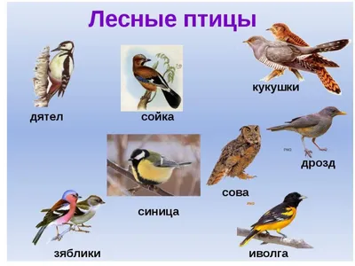 Редкие виды птиц.. Обсуждение на LiveInternet - Российский Сервис  Онлайн-Дневников