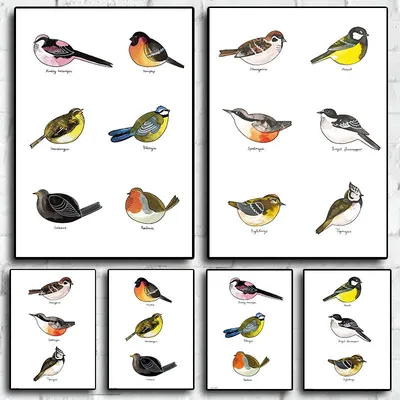 Разный вид птиц иллюстрация вектора. иллюстрации насчитывающей природа -  70762560