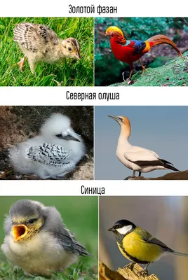 Все птицы птицы и названия птиц карточки для раннего развития детей...