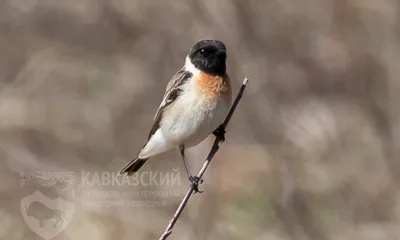 Многие виды птиц имеют таких не похожих на себя детёнышей