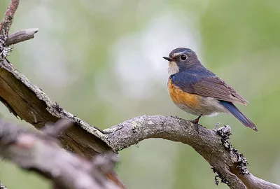 Новые пролетные виды птиц в Кавказском заповеднике обнаружил орнитолог |  23.04.2021 | Сочи - БезФормата