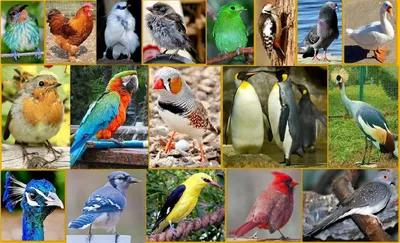 Различные Виды Птиц Набор — стоковая векторная графика и другие изображения  на тему Гнездо животного - Гнездо животного, Ара, Векторная графика - iStock