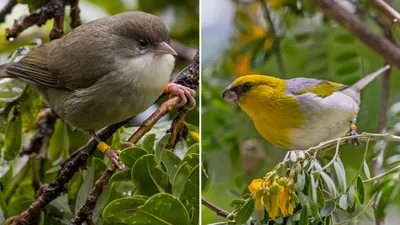 Разновидность птиц в одной (59 фото) - красивые фото и картинки pofoto.club