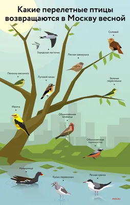 Различные виды птиц города иллюстрации вектора Иллюстрация вектора -  иллюстрации насчитывающей парк, птиц: 177795424