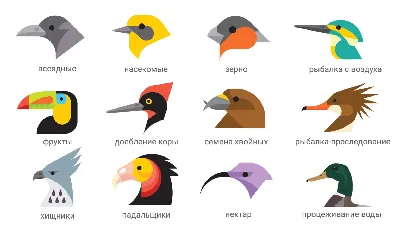 Разные виды птиц - онлайн-пазл