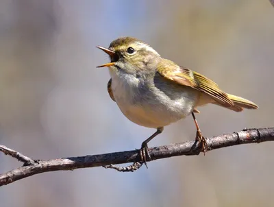 Удивительные виды птиц, о которых вы даже не слышали | Fotos de aves, Aves  exóticas, Pinturas de aves