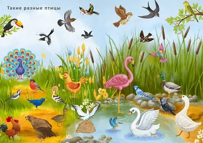 разные птицы и птицы для детей обучают мультфильм Иллюстрация штока -  иллюстрации насчитывающей колибри, поголовье: 258542834