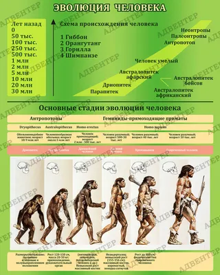 Файл 3D Стадии развития плода - Эмбриональное развитие человека  🎨・3D-печатная модель для загрузки・Cults