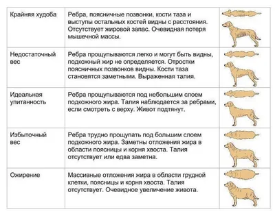 Красивые ребра собаки: выберите фото по своему вкусу