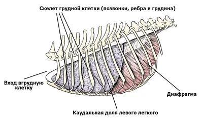 Фотографии ребер собаки: качественные изображения для фона