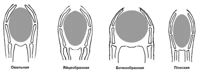 Ребра собаки: лучшие фото для скачивания