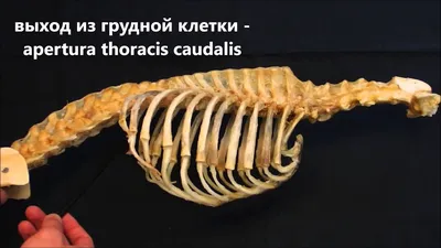 Ребра собаки: превосходные фотографии для ценителей