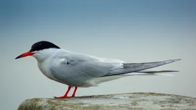 Артистичность :) Речные чайки. - Птицы. Paukščiai. Birds | Facebook