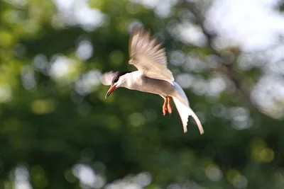 Необычные водоплавающие птицы в городе | Природа Карелии | Дзен