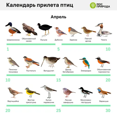 Птицы в Турции: Дельта реки Гёксу, озеро Акгёль