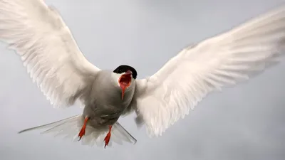 Речная крачка (Sterna hirundo). Птицы Беларуси.