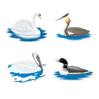 Речная крачка и Озерная чайка: на природных территориях можно встретить 15  видов краснокнижных водоплавающих птиц